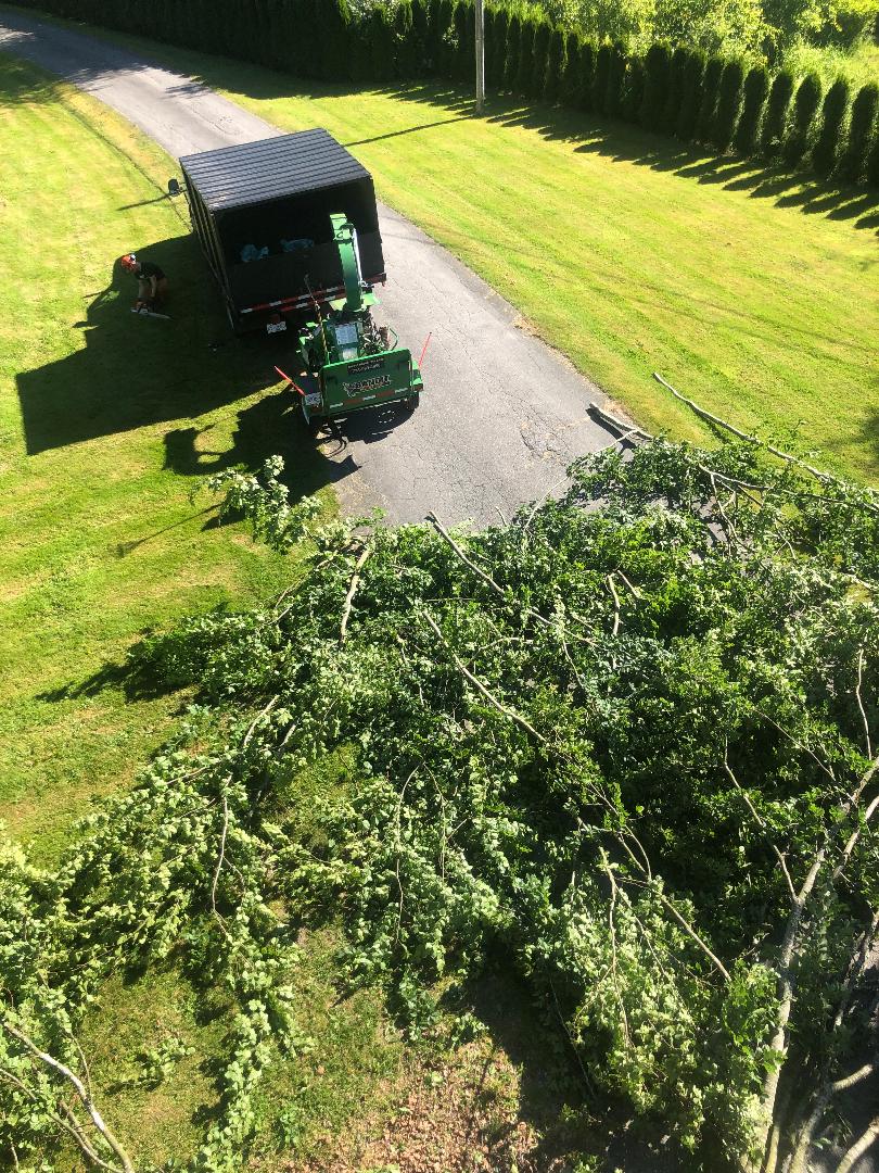 tree chipping 778-999-8996