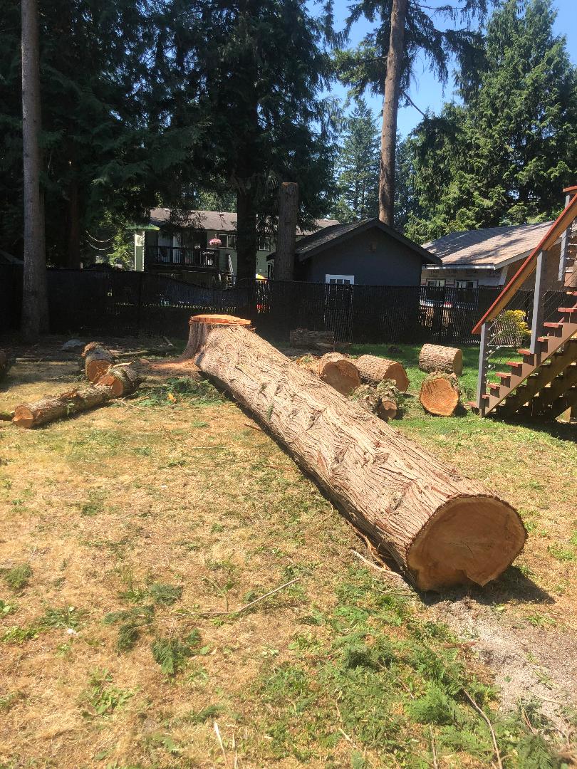 Langley Tree Removal 778-999-8996