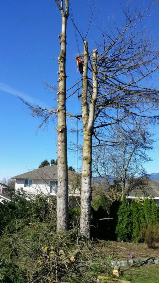Langley Tree Service - Pacific Hedge Tree Care 778-999-8996