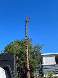 Langley Tree Service - Pacific Hedge Tree Care 778-999-8996