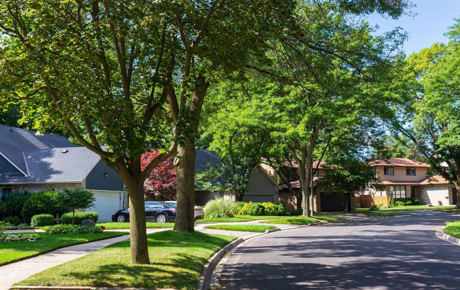Township of Langley Tree Bylaws: #1 Guide 1 township of langley tree bylaws